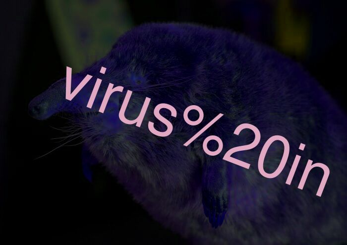 virus in